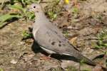 Mourning Dove