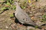 Mourning Dove