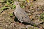 Mourning Dove