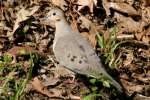 Mourning Dove