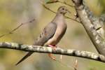 Mourning Dove