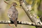 Mourning Dove