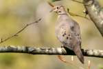 Mourning Dove