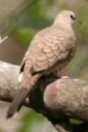 Inca Dove