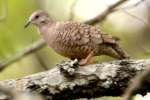 Inca Dove