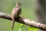 Inca Dove