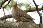 Inca Dove