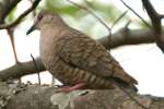 Inca Dove