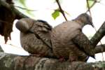 Inca Dove