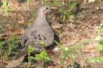 Mourning Dove