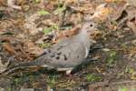 Mourning Dove