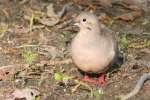 Mourning Dove