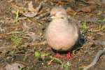 Mourning Dove