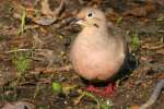 Mourning Dove