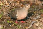 Mourning Dove