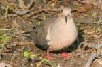 Mourning Dove