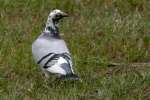 Rock Dove/Pigeon