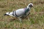 Rock Dove/Pigeon