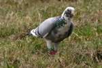 Rock Dove/Pigeon