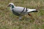 Rock Dove/Pigeon