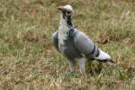 Rock Dove/Pigeon