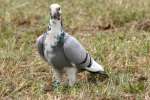 Rock Dove/Pigeon