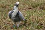 Rock Dove/Pigeon