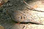 Mourning Dove