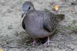 Inca Dove