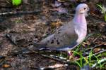 Mourning Dove