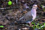 Mourning Dove