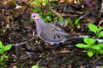 Mourning Dove