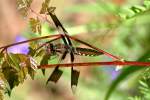 Common Whitetail Dragonfly