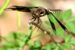 Common Whitetail Dragonfly