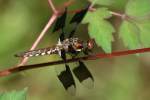 Common Whitetail Dragonfly