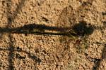 Lancet Clubtail Dragonfly