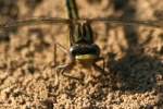 Lancet Clubtail Dragonfly