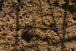 Lancet Clubtail Dragonfly