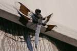 Common Whitetail Dragonfly