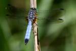 Blue Dasher Dragonfly