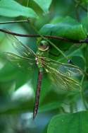 Green Darner Dragonfly