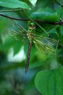 Green Darner Dragonfly