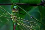 Green Darner Dragonfly