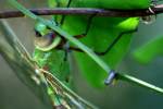 Green Darner Dragonfly