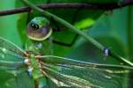 Green Darner Dragonfly