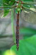 Green Darner Dragonfly