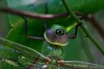 Green Darner Dragonfly