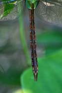 Green Darner Dragonfly