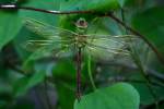 Green Darner Dragonfly