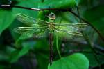 Green Darner Dragonfly